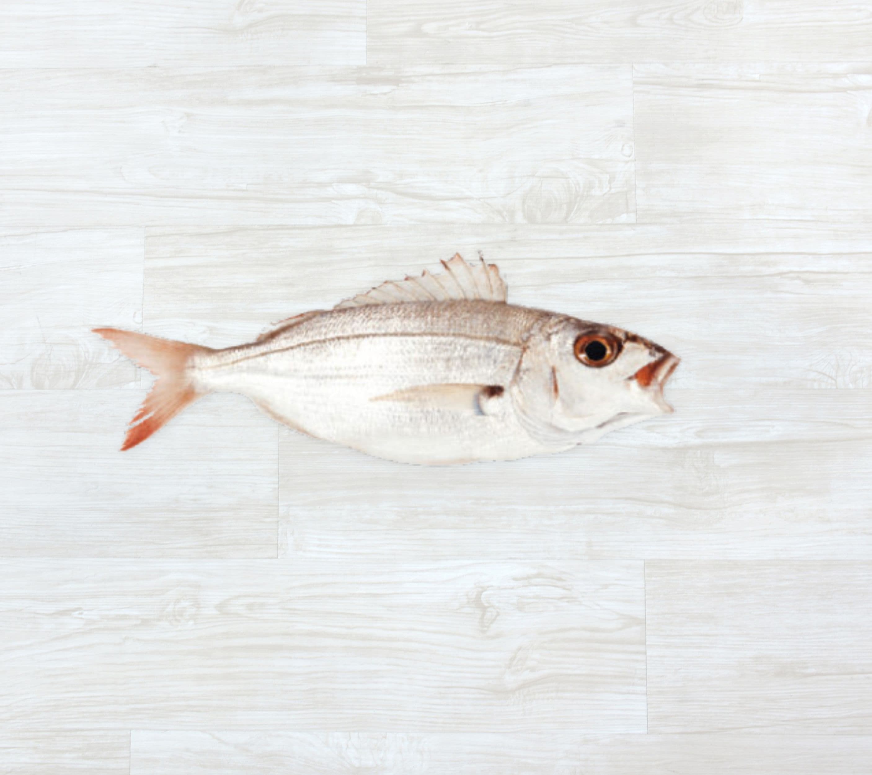Besugo Fresco