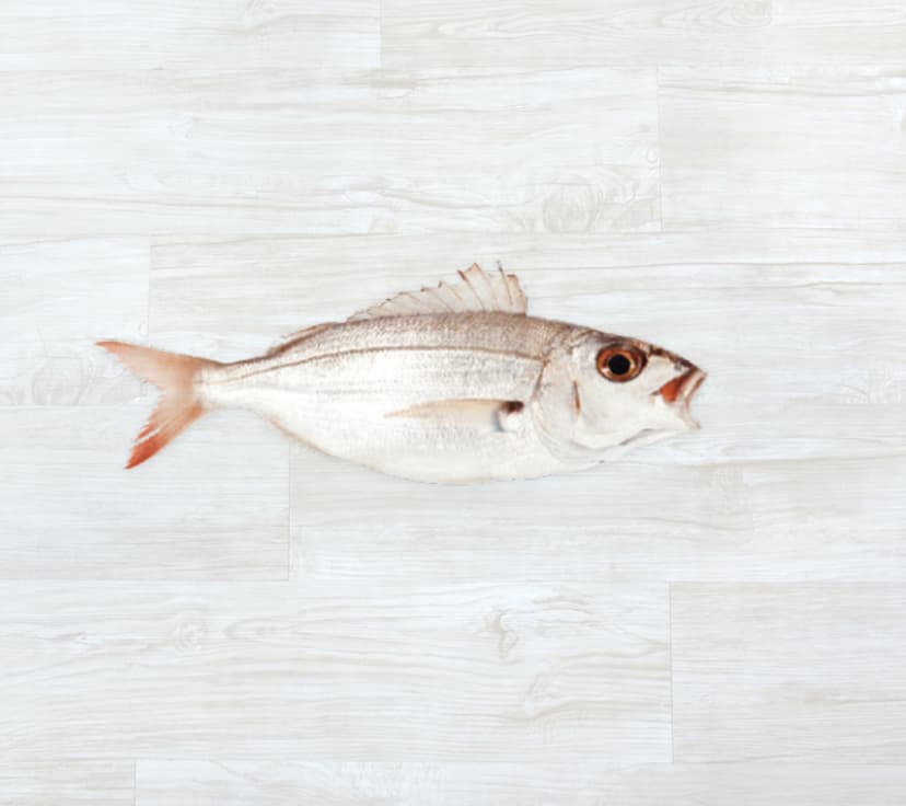 Besugo Fresco