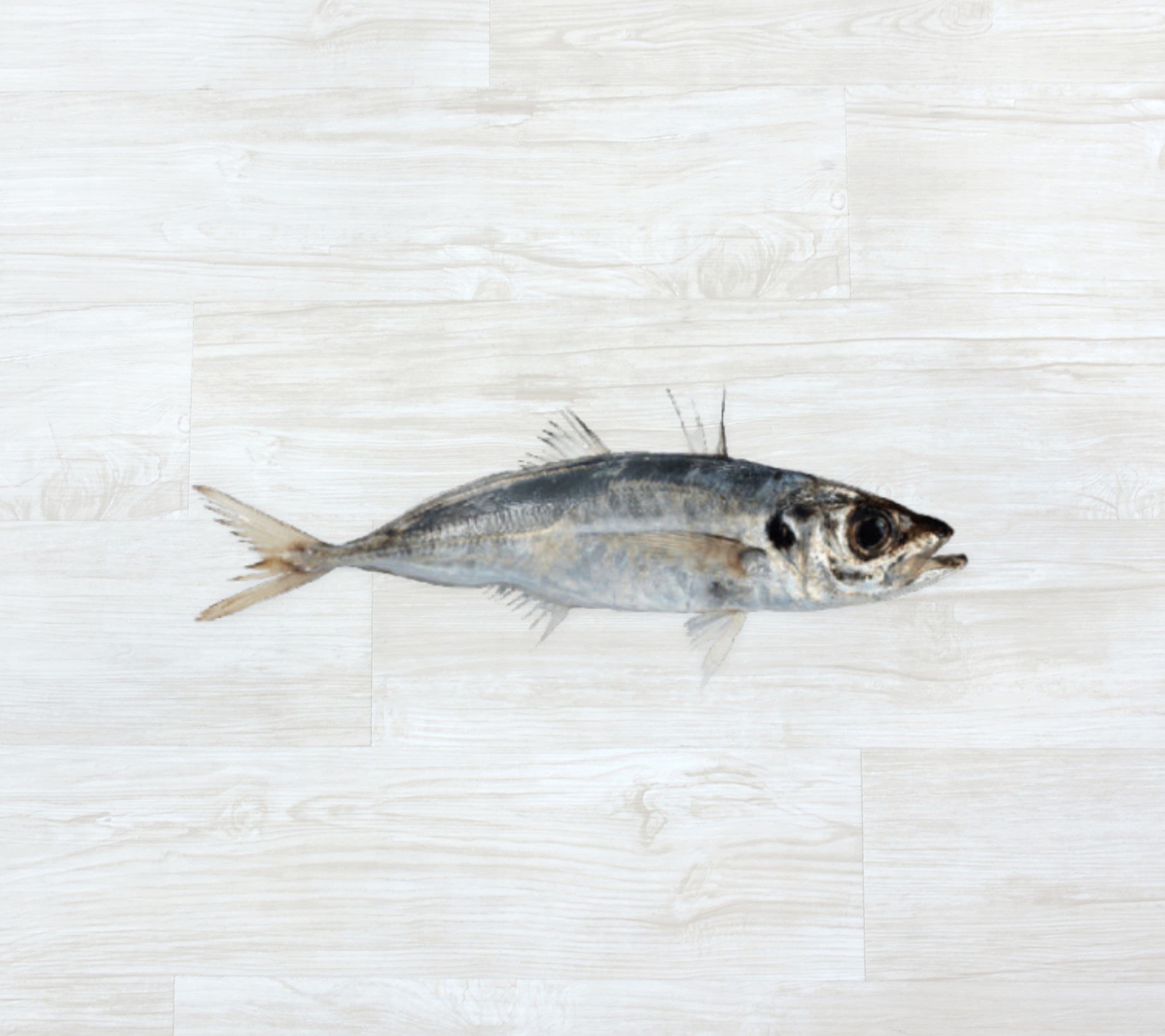 Carapau Branco Fresco