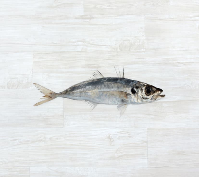 Carapau Branco Fresco