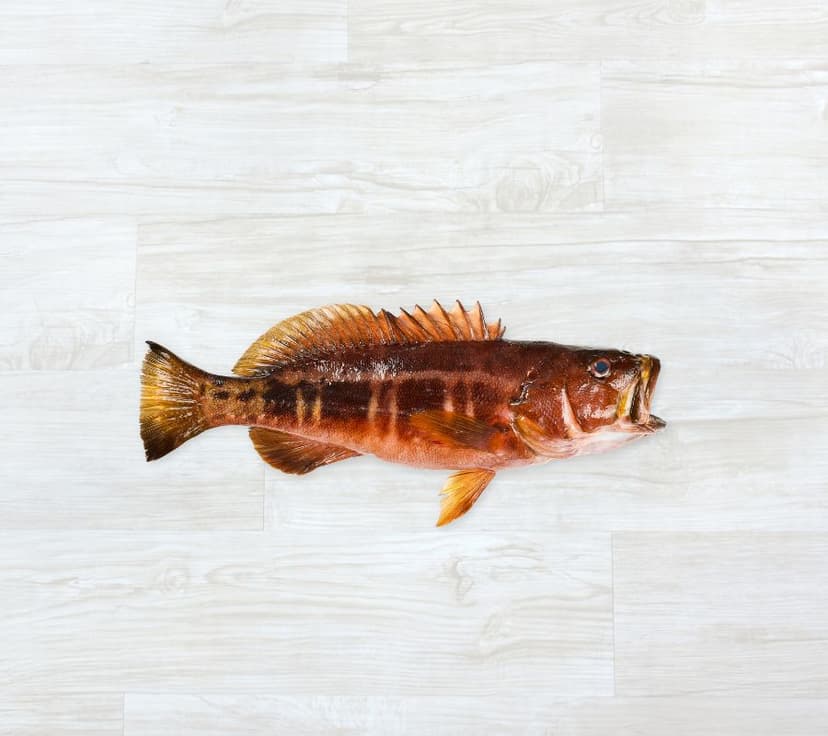 Ganoupa dos Açores Fresca