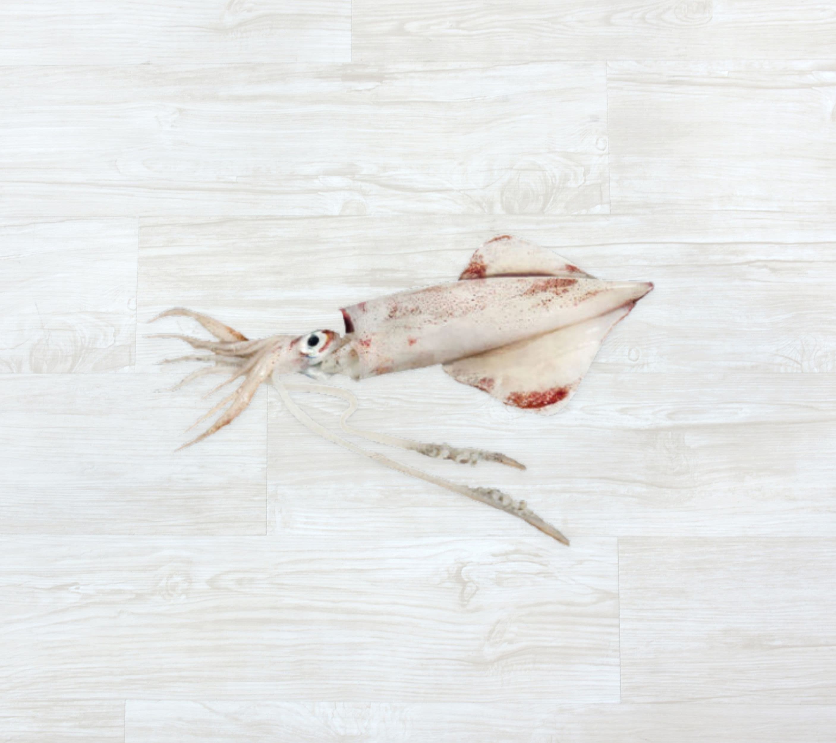 Lula Nacional Pequena Congelada