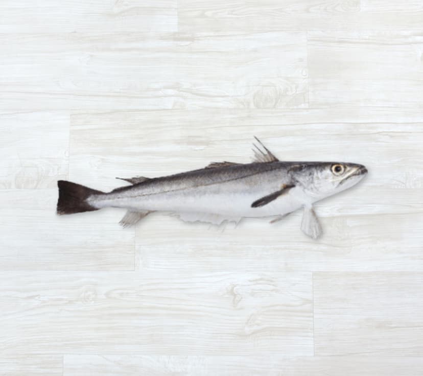 Pescada Fresca
