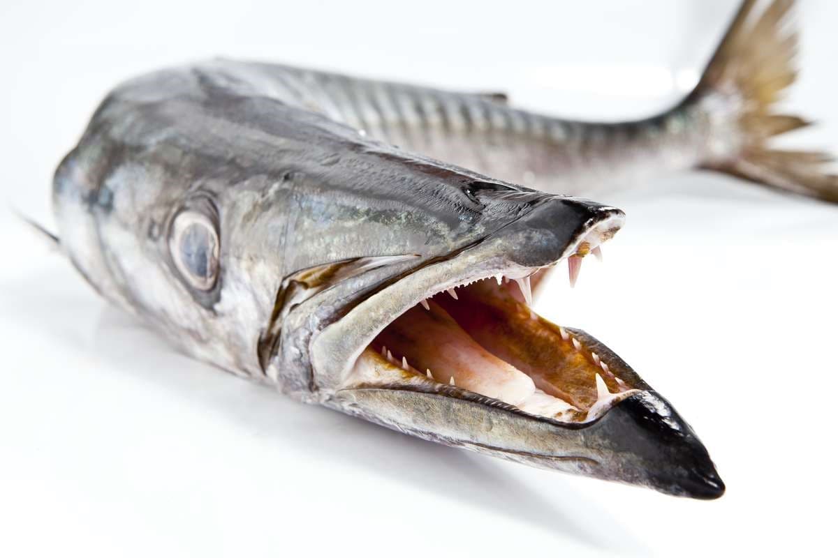 Bicuda dos Açores Fresca