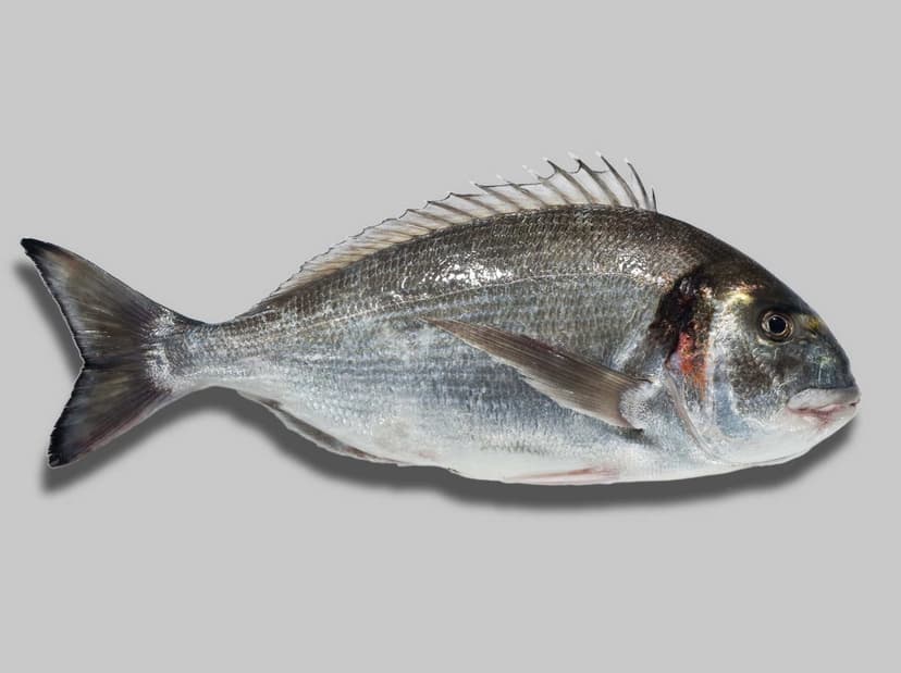 Dourada Selvagem Fresca